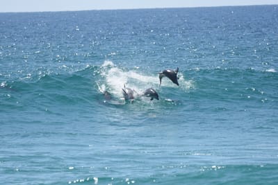 DSC_9308.JPG