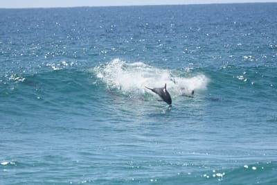 DSC_9310.JPG