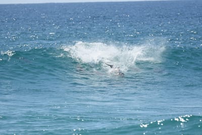 DSC_9311.JPG