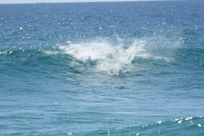 DSC_9312.JPG