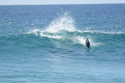 DSC_9315.JPG