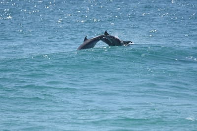 DSC_9320.JPG