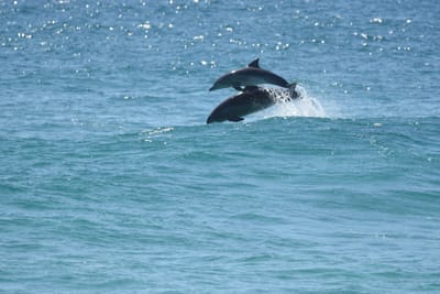 DSC_9323.JPG