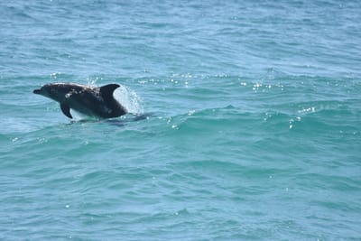 DSC_9338.JPG