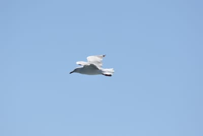 DSC_9398.JPG