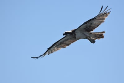 DSC_9732.JPG