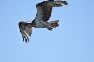 DSC_9733.JPG