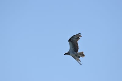 DSC_9746.JPG