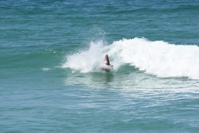 DSC_0477.JPG