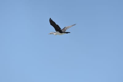 DSC_0658.JPG