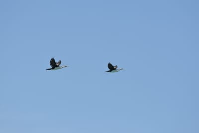 DSC_1398.JPG