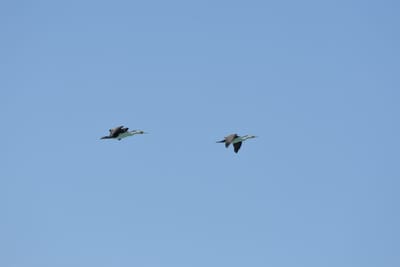 DSC_1399.JPG