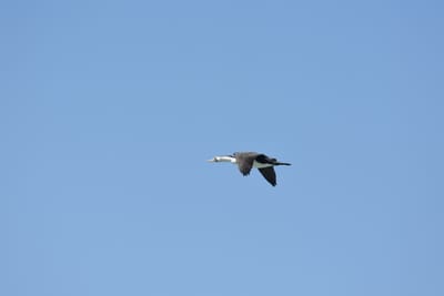 DSC_1617.JPG