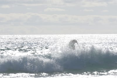 DSC_1927.JPG