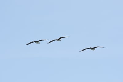 DSC_3853.JPG