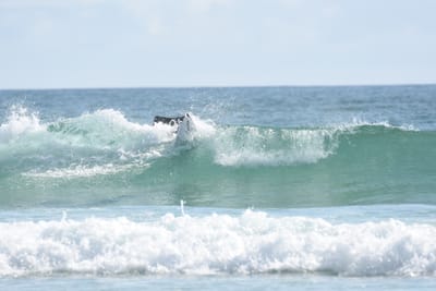 DSC_4177.JPG