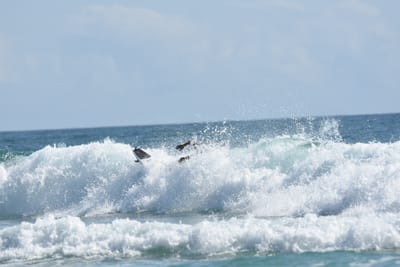 DSC_4785.JPG