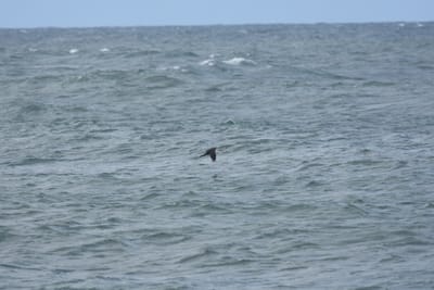 DSC_6338.JPG
