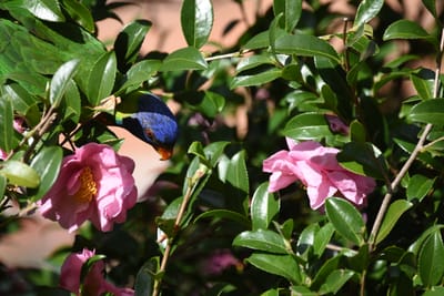DSC_2439.JPG