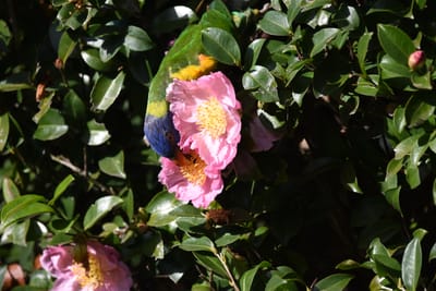 DSC_2450.JPG