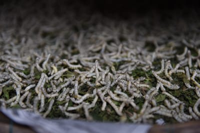 DSC_7679.JPG