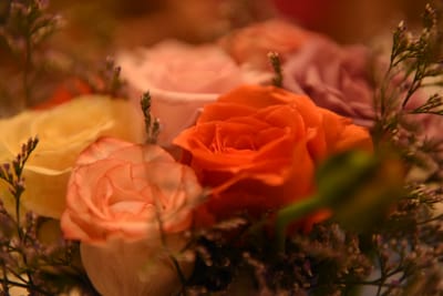 DSC_7795.JPG