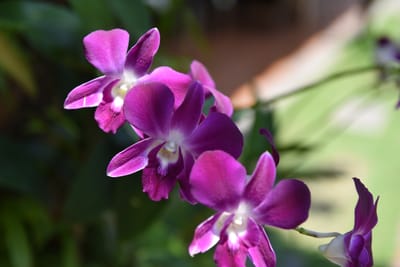 DSC_0115.JPG