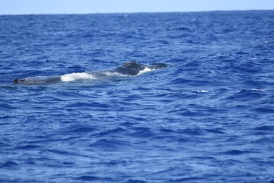 DSC_0327.JPG