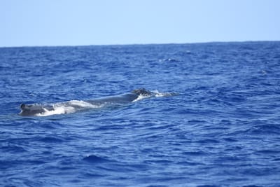 DSC_0328.JPG