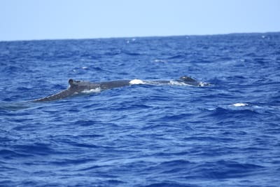 DSC_0330.JPG