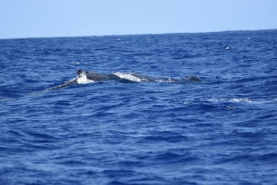 DSC_0331.JPG