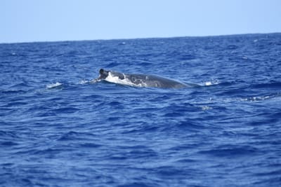 DSC_0332.JPG