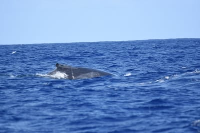 DSC_0333.JPG