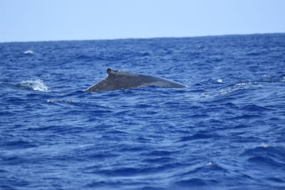 DSC_0334.JPG