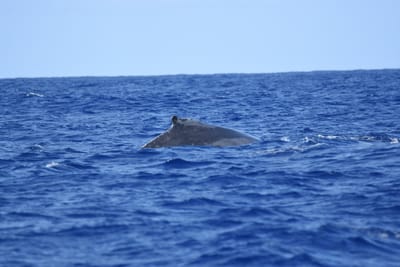 DSC_0335.JPG