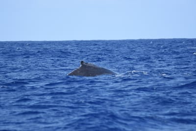 DSC_0336.JPG