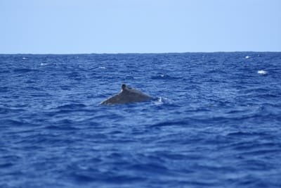 DSC_0337.JPG