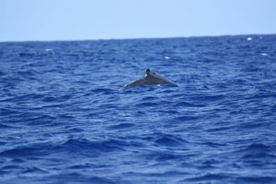 DSC_0338.JPG