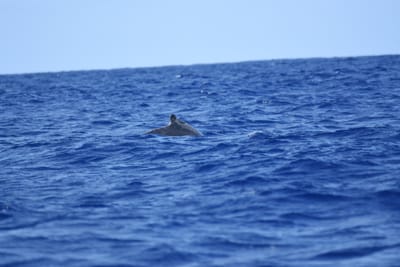DSC_0339.JPG