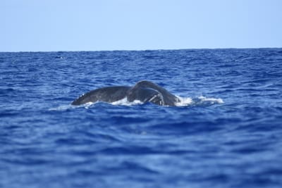 DSC_0340.JPG