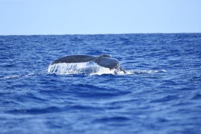 DSC_0342.JPG