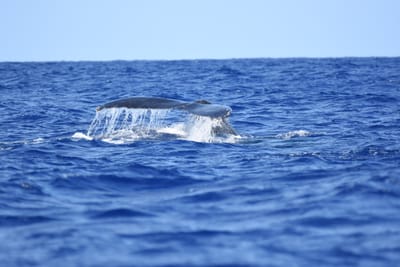 DSC_0343.JPG