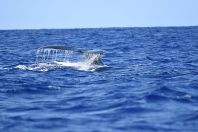 DSC_0344.JPG