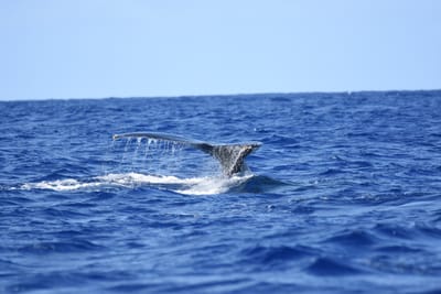 DSC_0345.JPG
