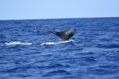 DSC_0347.JPG