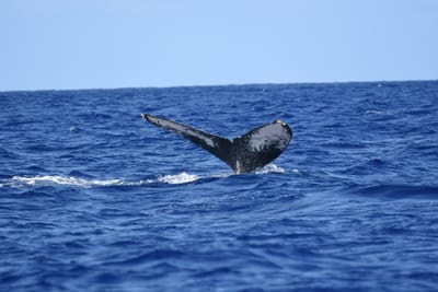 DSC_0348.JPG