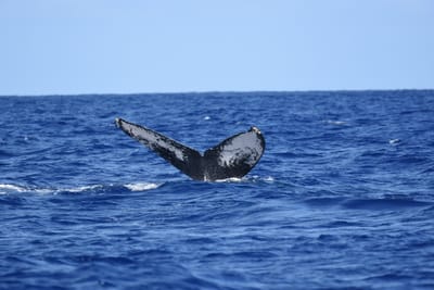 DSC_0349.JPG
