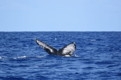 DSC_0350.JPG
