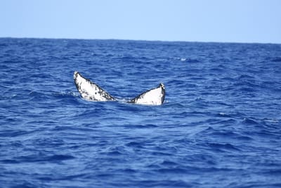 DSC_0353.JPG