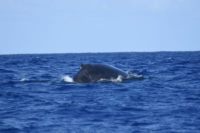 DSC_0355.JPG